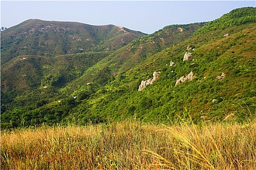 soi cau