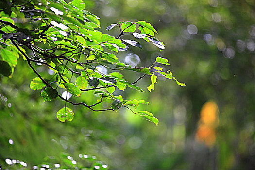 soi cau hoang minh